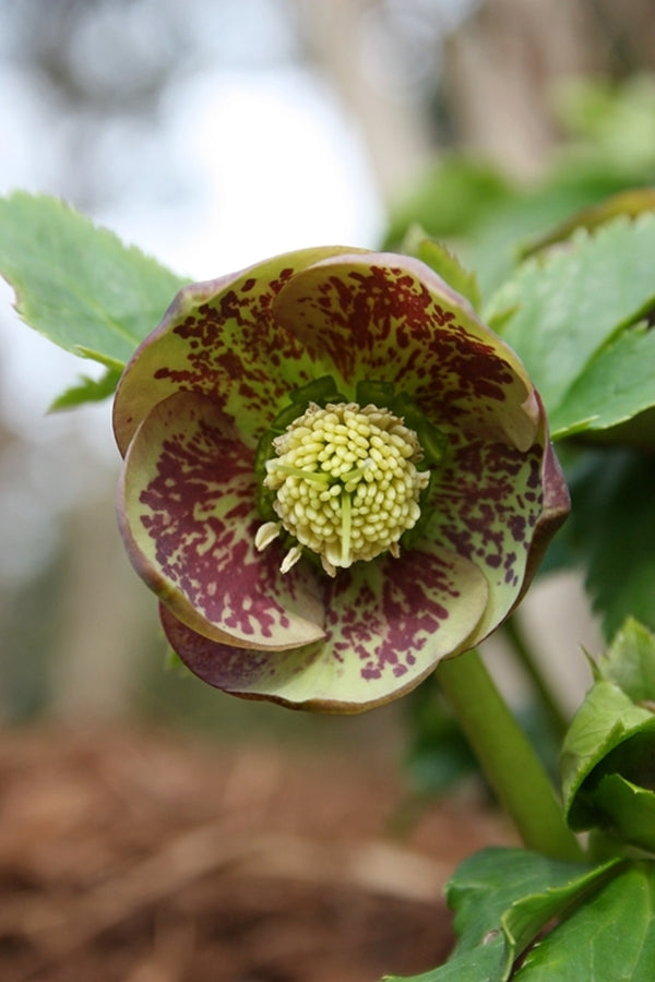 Image of Helleborus x hybridus 'Winter Delights Violet w/ Green Edge'