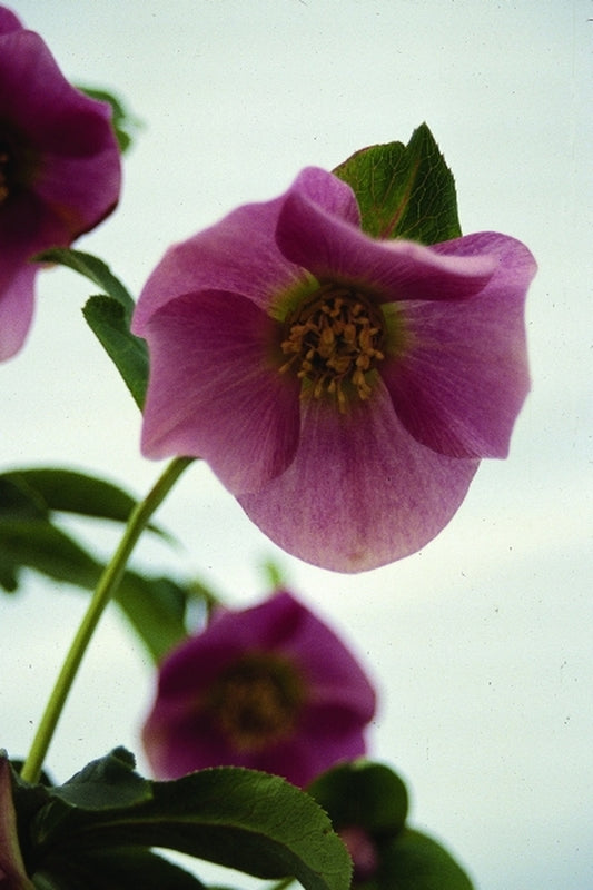 Image of Helleborus x hybridus|Juniper Level Botanic Gdn, NC|JLBG