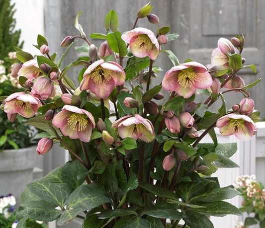 Image of Helleborus x iburgensis 'Bayli's Blush' PP 27,120|Pacific Plug & Liner, CA|Pacific Plug & Liner