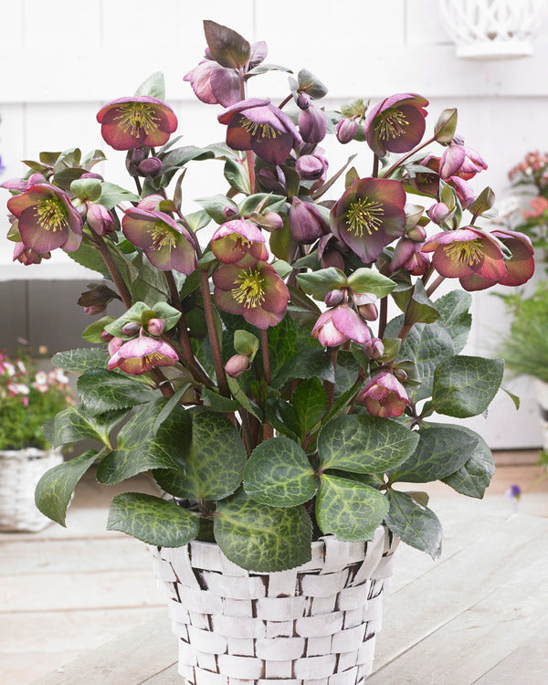 Image of Helleborus x iburgensis 'Dana's Dulcet' PP 27,970||Pacific Plug & Liner