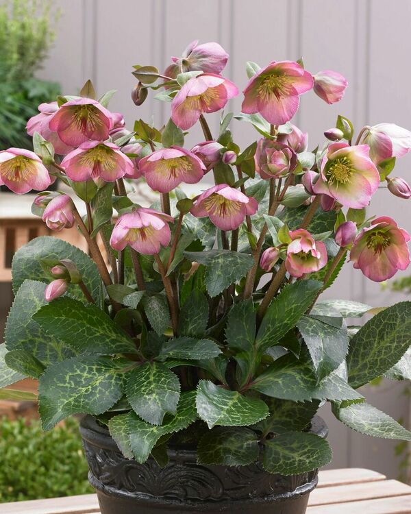 Image of Helleborus x iburgensis 'Dorothy's Dawn' PP 28,010||Pacific Plug & Liner