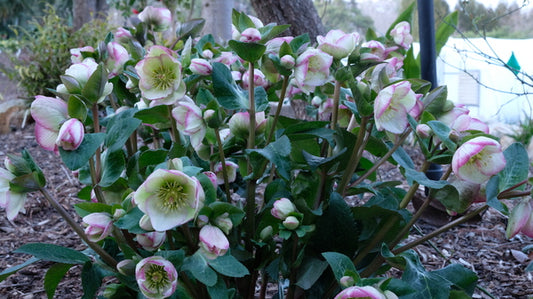 Image of Helleborus x iburgensis 'Glenda's Gloss' PP 28,008|Juniper Level Botanic Gdn, NC|JLBG