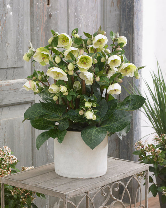 Image of Helleborus x iburgensis 'Moondance' PP 27,969||Pacific Plug & Liner