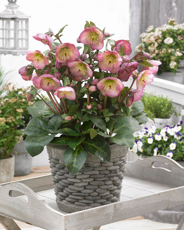 helleborus potted plants Helleborus iburgensis Sally s Shell PP 28038