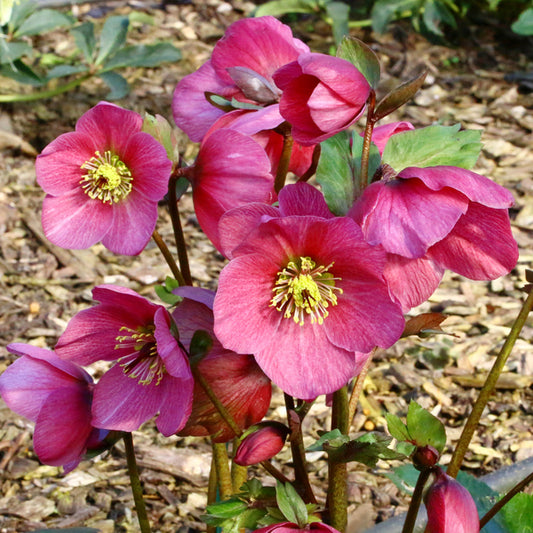 Image of Helleborus x lemperii 'Madame Lemonnier' PP 25,646taken at James Greenhouse by James Greenhouse