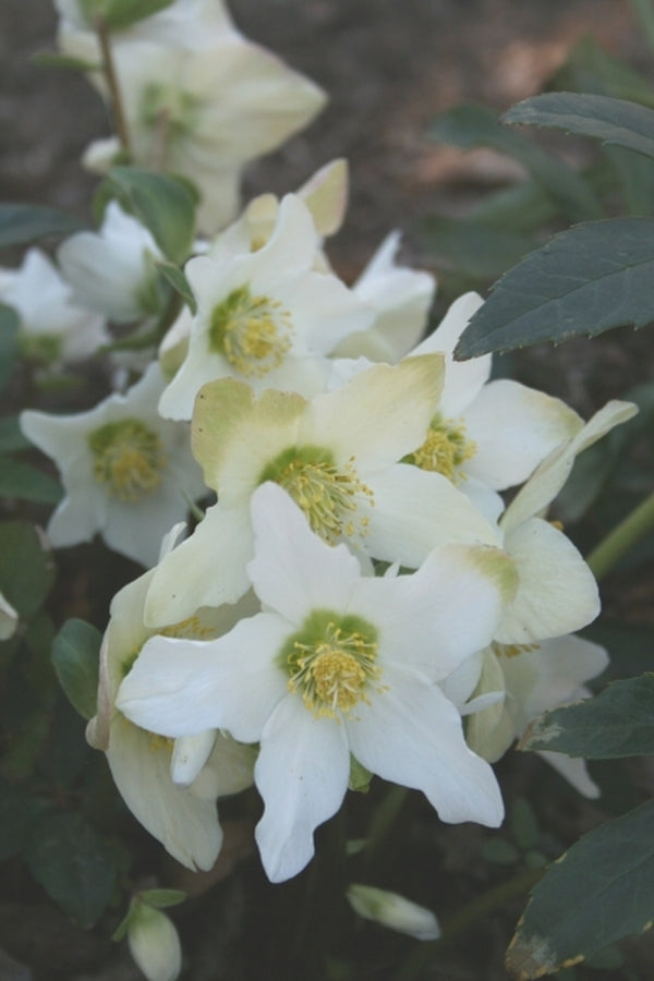 Image of Helleborus niger ssp. macranthus 'Sunny Border'taken at Juniper Level Botanic Gdn, NC by JLBG