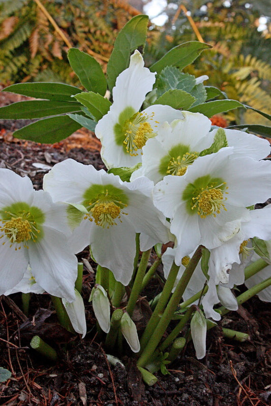 Image of Helleborus niger ssp. macranthus 'Sunny Border'taken at Juniper Level Botanic Gdn, NC by JLBG