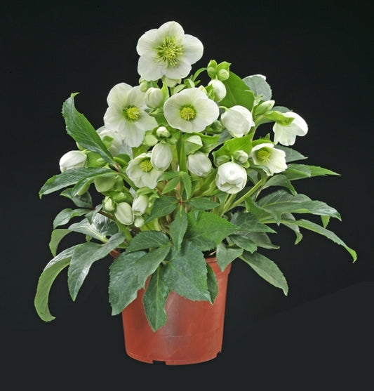 Image of Helleborus x nigercors 'HGC Green Corsican' PP 15,641|Heuger, Germany|Heuger Hellebores