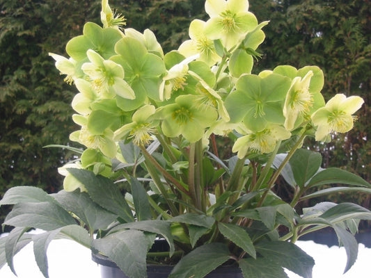 Image of Helleborus x nigercors 'Snow Love' PP 19,559|Het Wilgenbroek, Belgium|T. Van Paemel