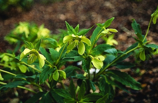 Image of Helleborus odorus|Pine Knot Farms, VA|