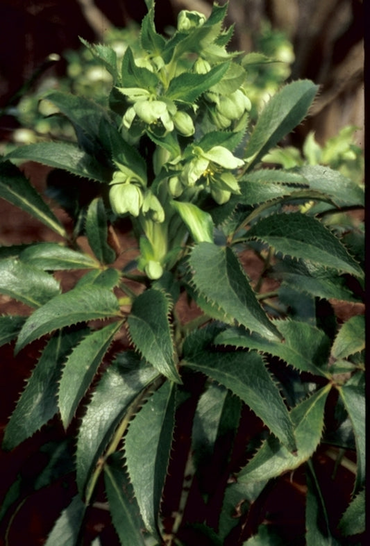 Image of Helleborus x sternii 'Eagle Crest'|Juniper Level Botanic Gdn, NC|JLBG