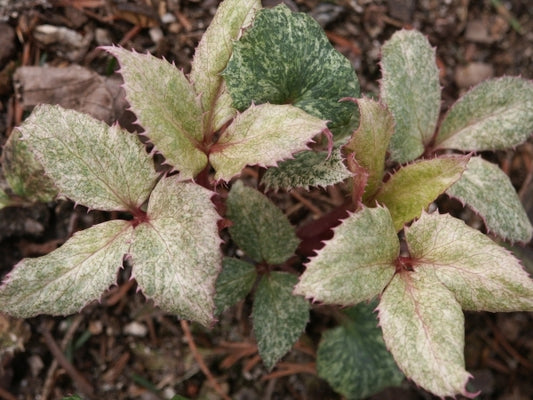 Image of Helleborus x sternii 'Fire and Ice'|Juniper Level Botanic Gdn, NC|JLBG