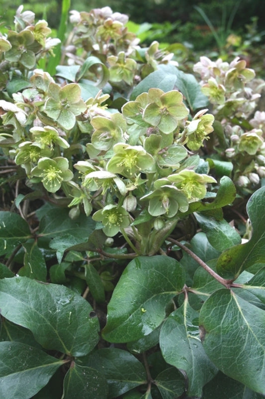 Image of Helleborus x sternii 'Rachel'|Juniper Level Botanic Gdn, NC|JLBG