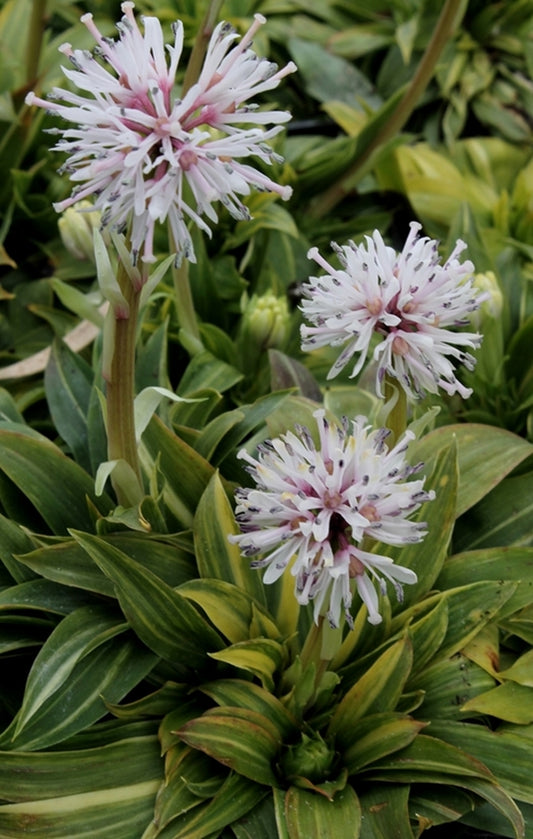 Image of Heloniopsis orientalis 'Flash Dance'||