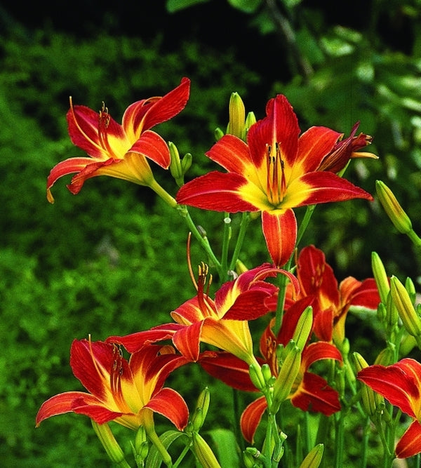 Image of Hemerocallis 'August Flame' taken at Juniper Level Botanic Gdn, NC by JLBG