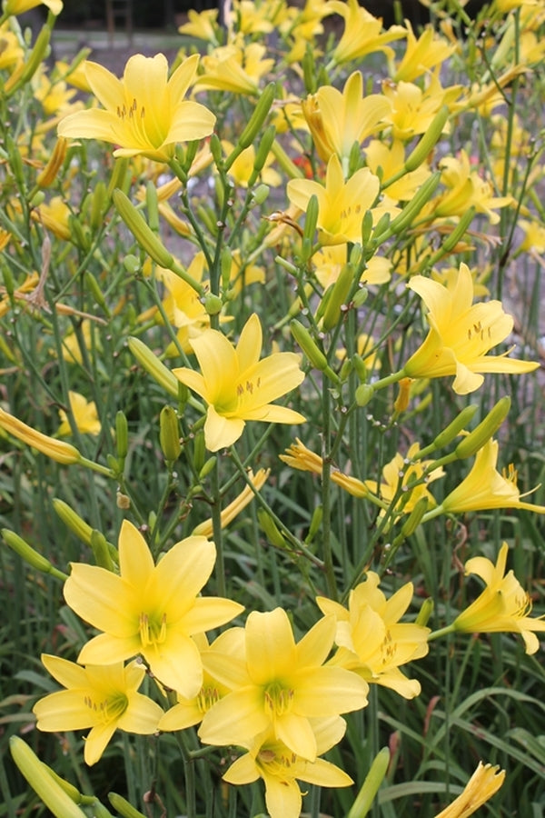 Image of Hemerocallis 'Autumn Daffodil'|Juniper Level Botanic Gdn, NC|JLBG