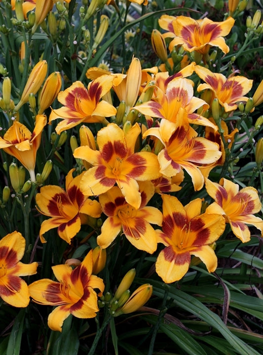 Image of Hemerocallis 'Black Eyed Susan'||