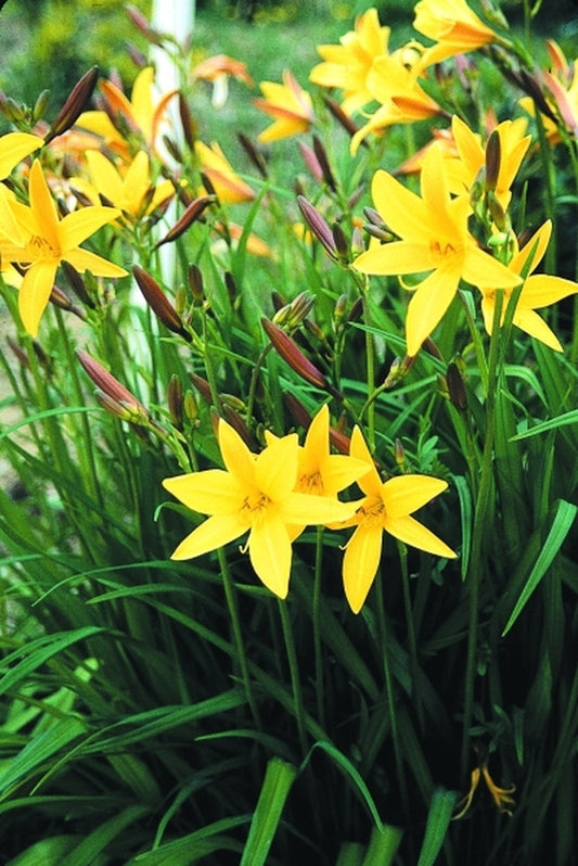 Image of Hemerocallis 'Gold Dust'|Juniper Level Botanic Gdn, NC|JLBG