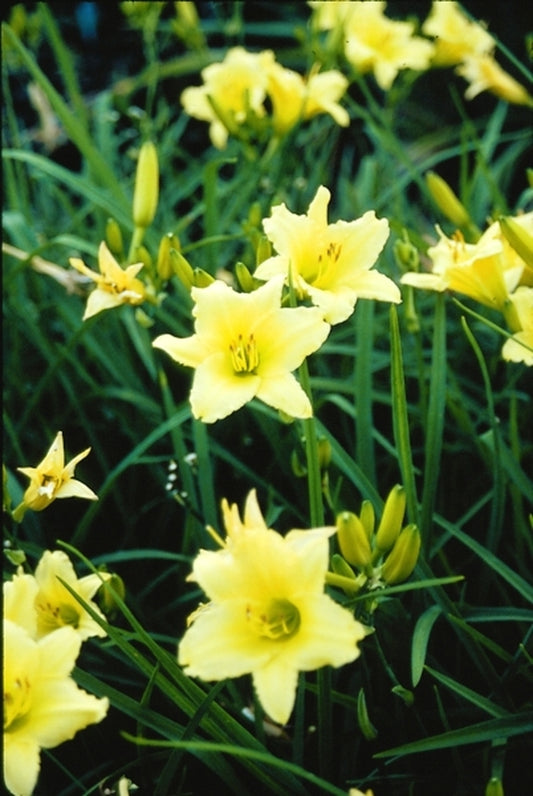 Image of Hemerocallis 'Moontraveler'|Juniper Level Botanic Gdn, NC|JLBG