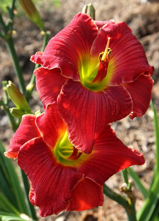 Image of Hemerocallis 'People's Pleasure Park'|Juniper Level Botanic Gdn, NC|JLBG