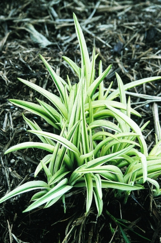 Image of Hemerocallis 'Secured Borders'|Juniper Level Botanic Gdn, NC|JLBG