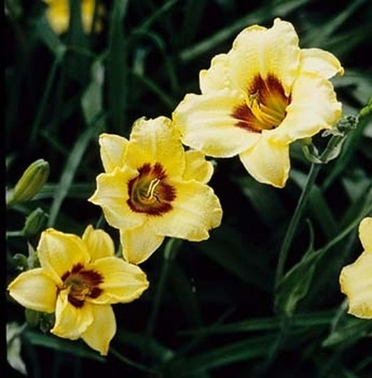 Image of Hemerocallis 'Siloam June Bug'|Juniper Level Botanic Gdn, NC|JLBG