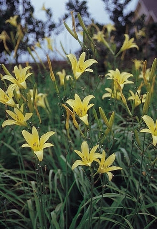 Image of Hemerocallis lilioasphodelus|Juniper Level Botanic Gdn, NC|JLBG