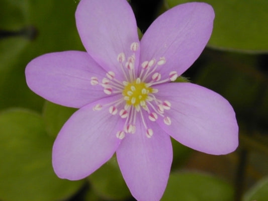 Image of Hepatica nobilis 'European Pink'|Seneca Hill, NY|E. Hornig