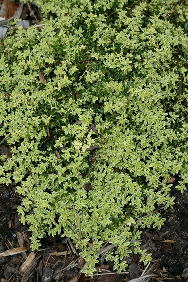 Image of Herniaria glabra 'Sea Foam' PP 15,989|Juniper Level Botanic Gdn, NC|JLBG