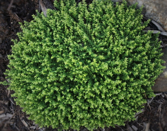 Image of Herniaria glabra 'Sea Foam' PP 15,989||