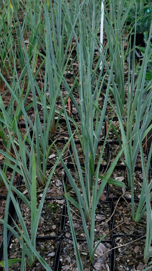 Image of Hesperaloe chiangii Lowe form|Juniper Level Botanic Gdn, NC|JLBG