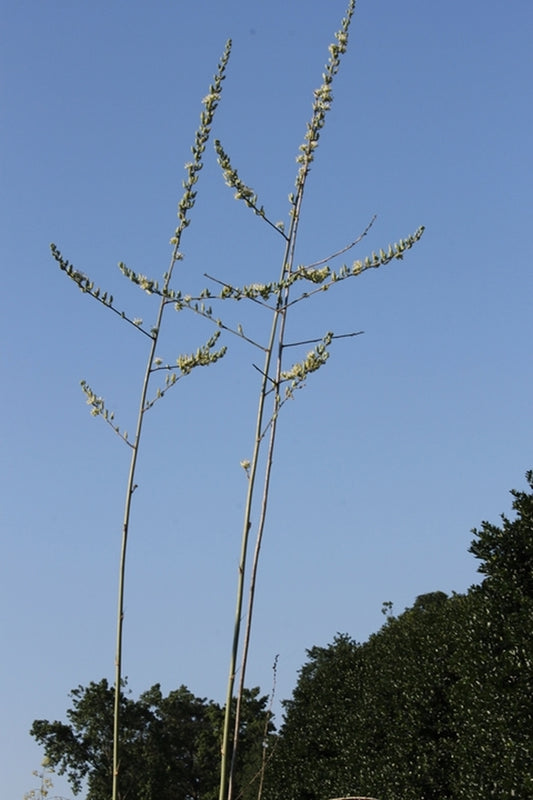 Image of Hesperaloe funifera||