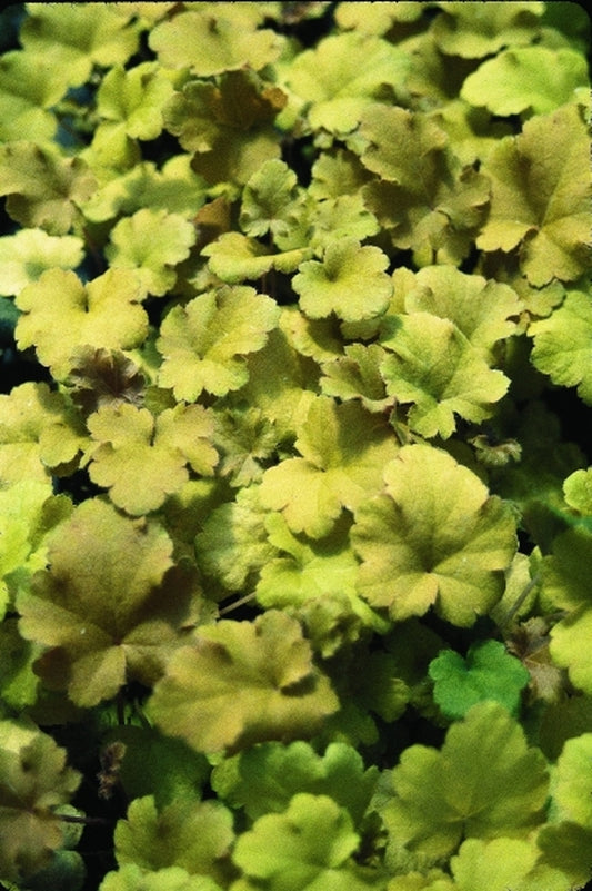 Image of Heuchera 'Amber Waves' PP 13,348|Terra Nova Nurseries, OR|