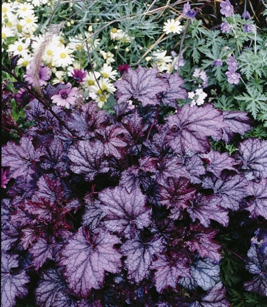 Image of Heuchera 'Amethyst Mist'|Terra Nova Nurseries, OR|Terra Nova Nurseries