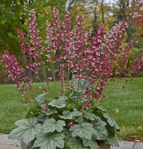 Image of Heuchera 'Berry Timeless' PP 26,357taken at Walters Gardens, MI by Walters Gardens