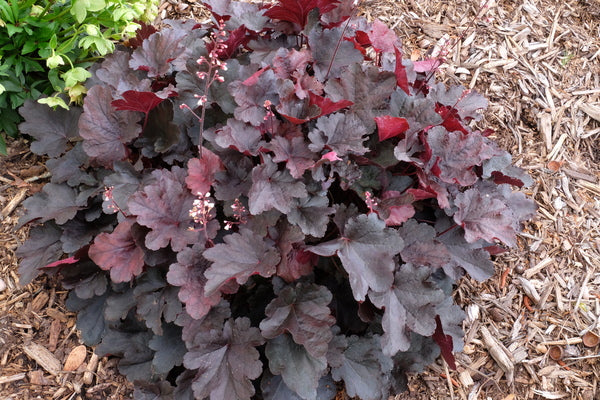 Image of Heuchera 'Brazen Raisin' PP 27,568|Juniper Level Botanic Gdn, NC|JLBG