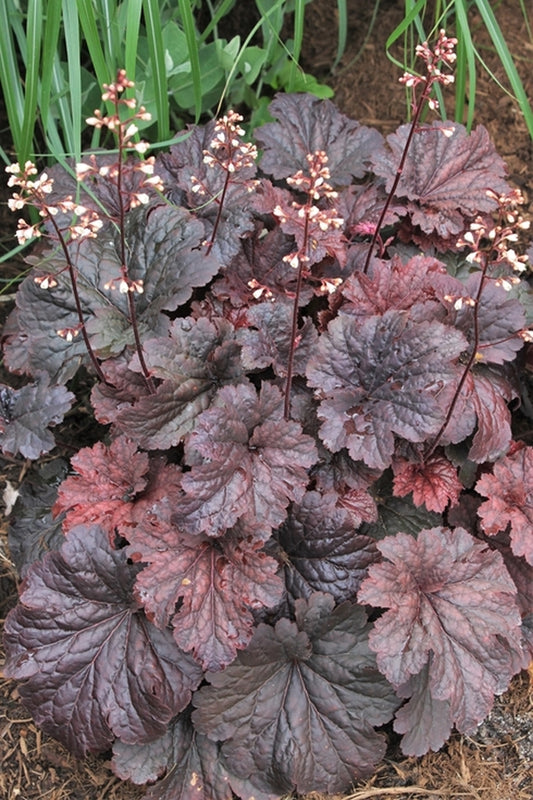Image of Heuchera 'Cajun Fire' PP 24,150|Juniper Level Botanic Gdn, NC|JLBG