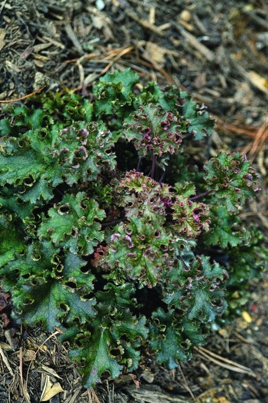 Image of Heuchera 'Crimson Curls' PP 13,729|Juniper Level Botanic Gdn, NC|JLBG