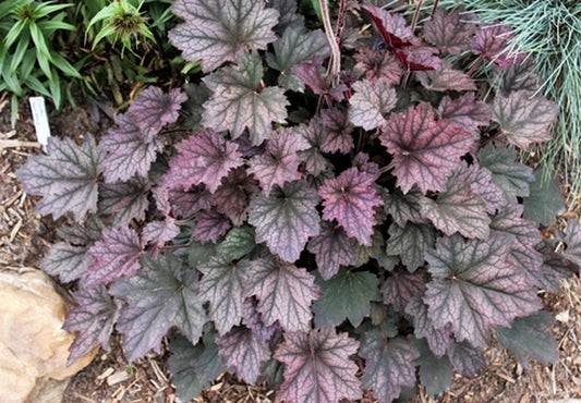 Image of Heuchera 'Frosted Violet' PP 15,085|Juniper Level Botanic Gdn, NC|JLBG