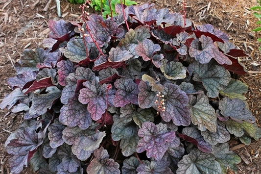 Image of Heuchera 'Grape Expectations' PP 26,894|Juniper Level Botanic Gdn, NC|JLBG