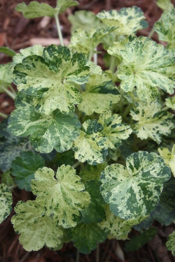 Image of Heuchera 'Hercules'|Juniper Level Botanic Gdn, NC|JLBG