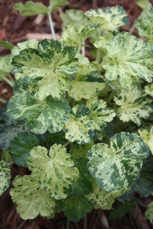 Image of Heuchera 'Hercules'|Juniper Level Botanic Gdn, NC|JLBG