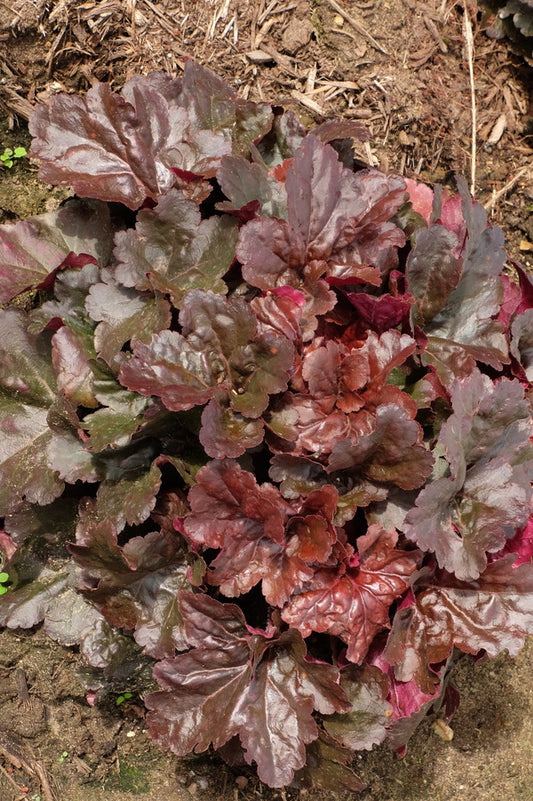 Image of Heuchera 'Mahogany Monster' PPAF|Walters Gardens, MI|