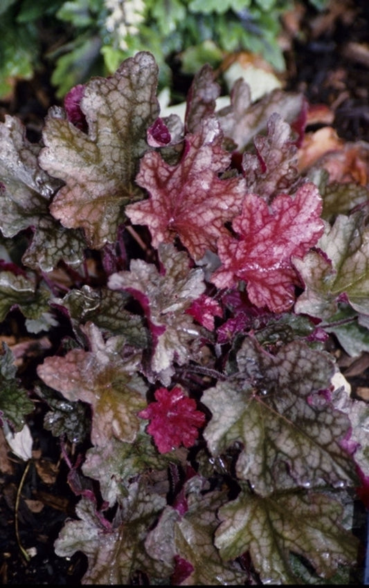 Image of Heuchera 'Peach Flambe' PP17195|Terra Nova Nurseries, OR|