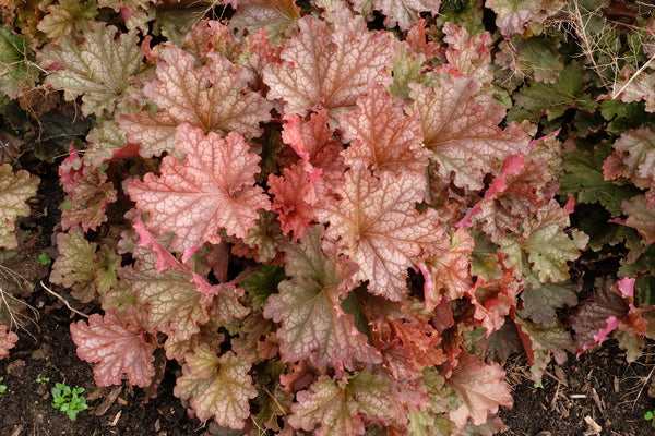 Image of Heuchera 'Peachberry Ice' PPAF|Walters Gardens, MI|
