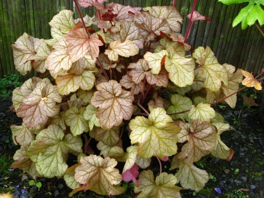 Image of Heuchera 'Pinot Gris' PP 19,592|Klinkhamer Gdn, NL|L. Klinkhamer
