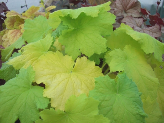 Image of Heuchera 'Pistache' PP 19,585|Holland|L. Klinkhamer
