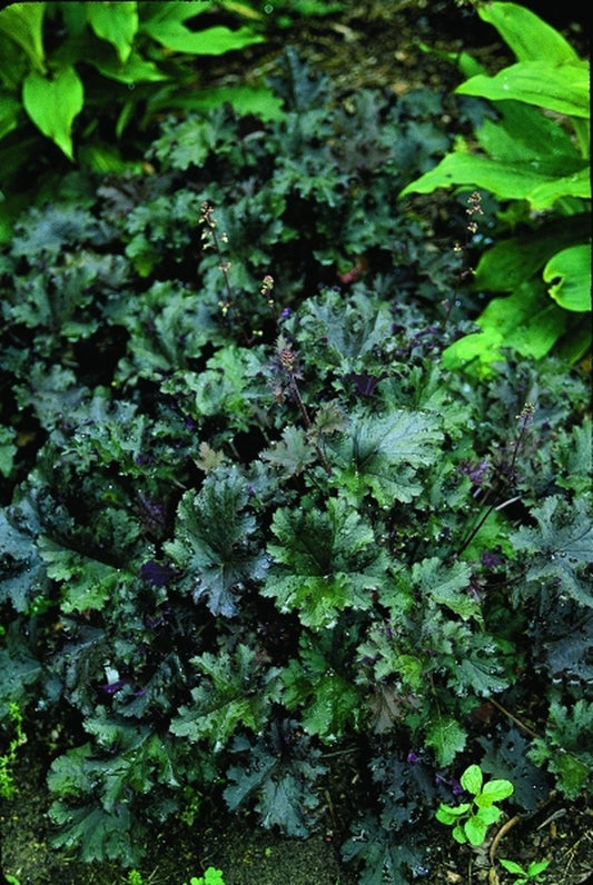 Image of Heuchera 'Purple Petticoats' EU 5885|Juniper Level Botanic Gdn, NC|JLBG