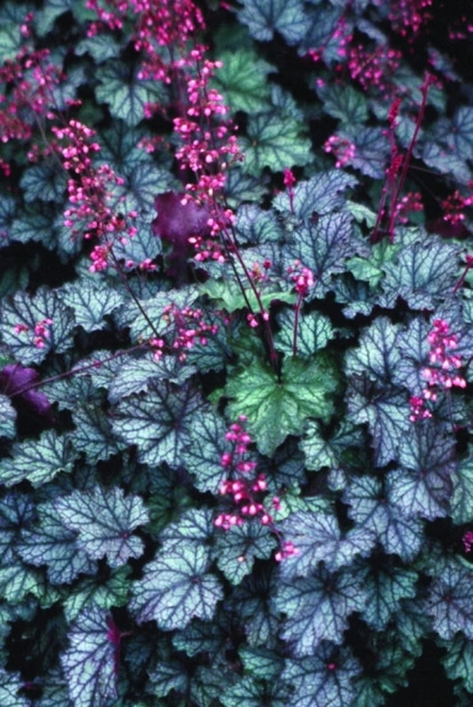 Image of Heuchera 'Raspberry Ice' PPAF|Primrose Path, PA|Primrose Path