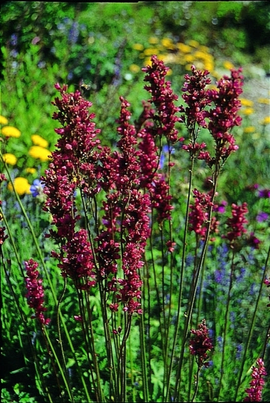 Image of Heuchera 'Raspberry Regal'|Joe Pye Weed Gdn, MA|